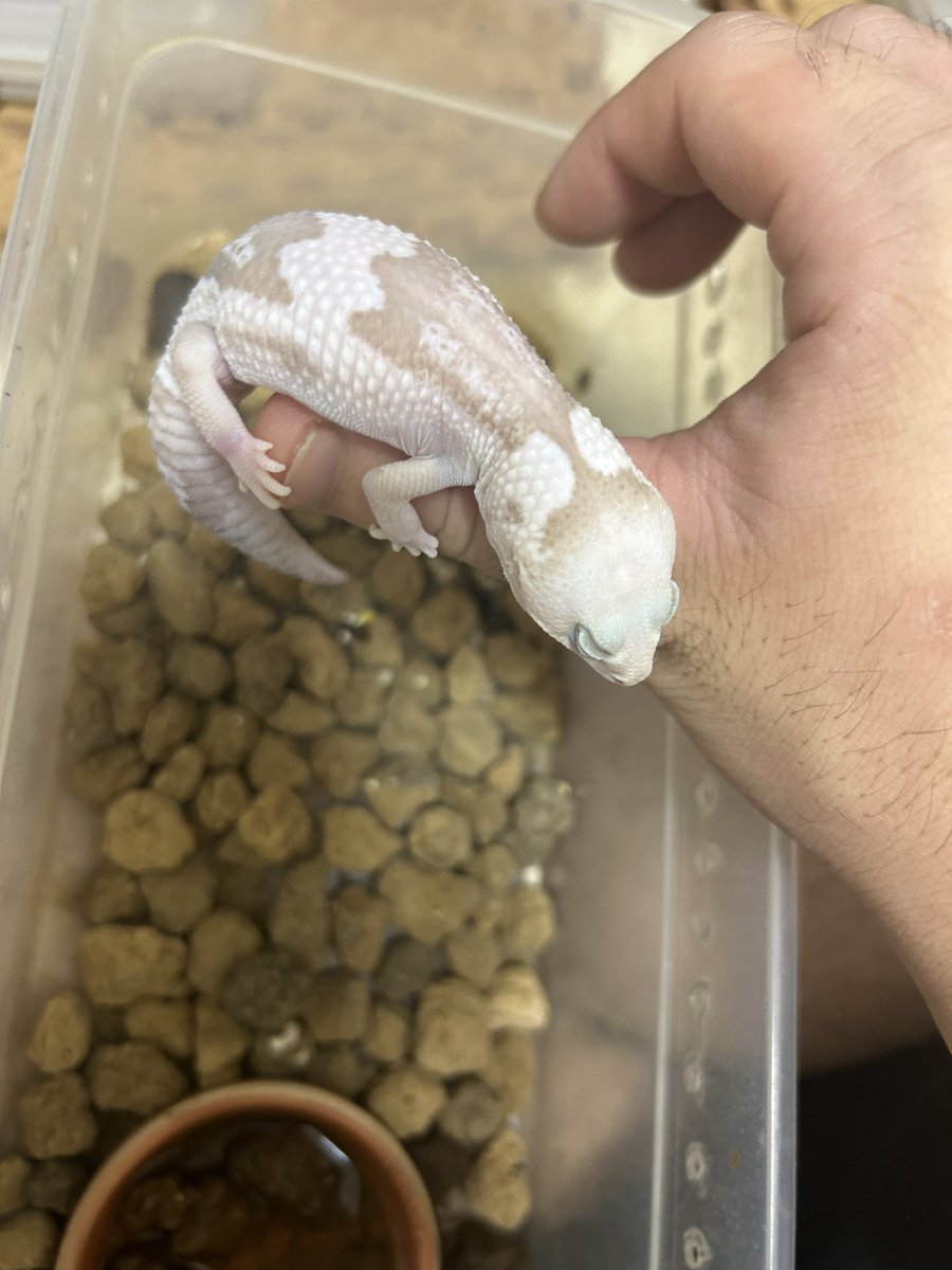 leopalabo's tweet image. むちもちスノーズールー。ニシアフ面の来季のメインオス候補。、