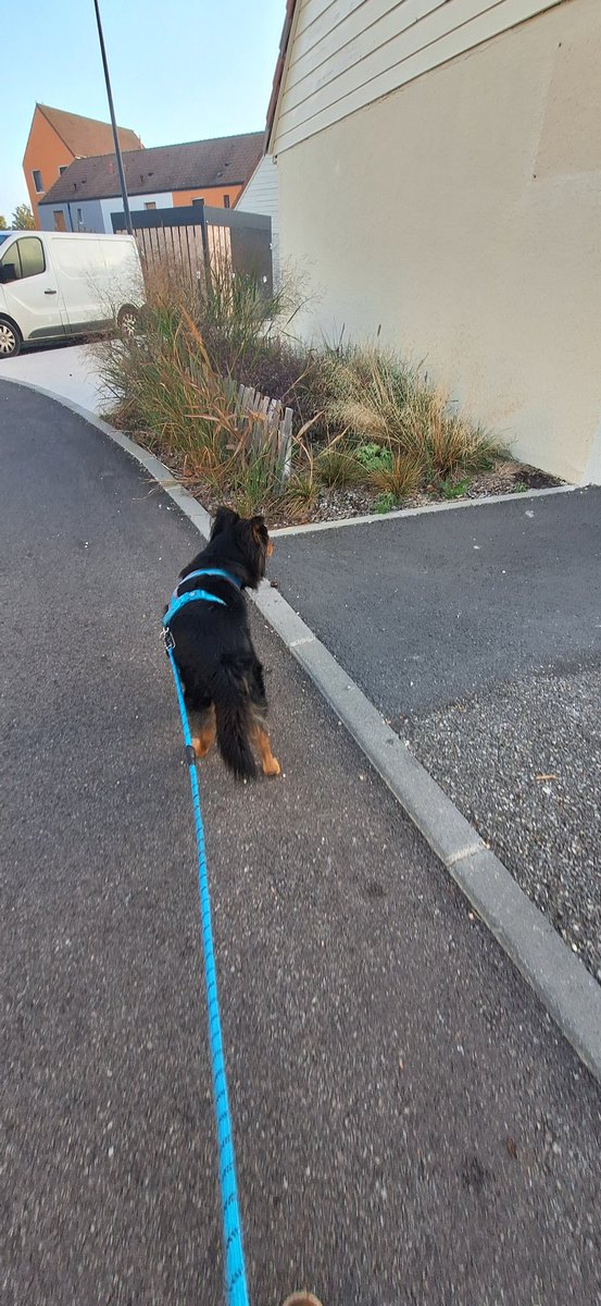 Bonjour la balade du dimanche matin sous un soleil splendide, avec un léger voile de brouillard ici à Val-de-Reuil. Je vous souhaite un excellent dimanche !