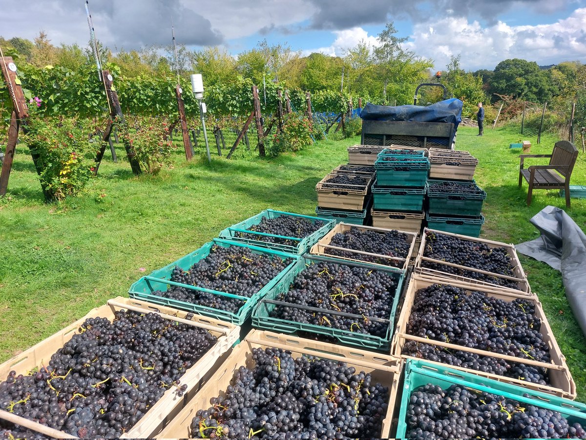 A fabulous day harvesting the large crop of pinot noir at Wildwood Vineyard. Thank you to all our wonderful volunteers for bringing in the crop. #harvest2025