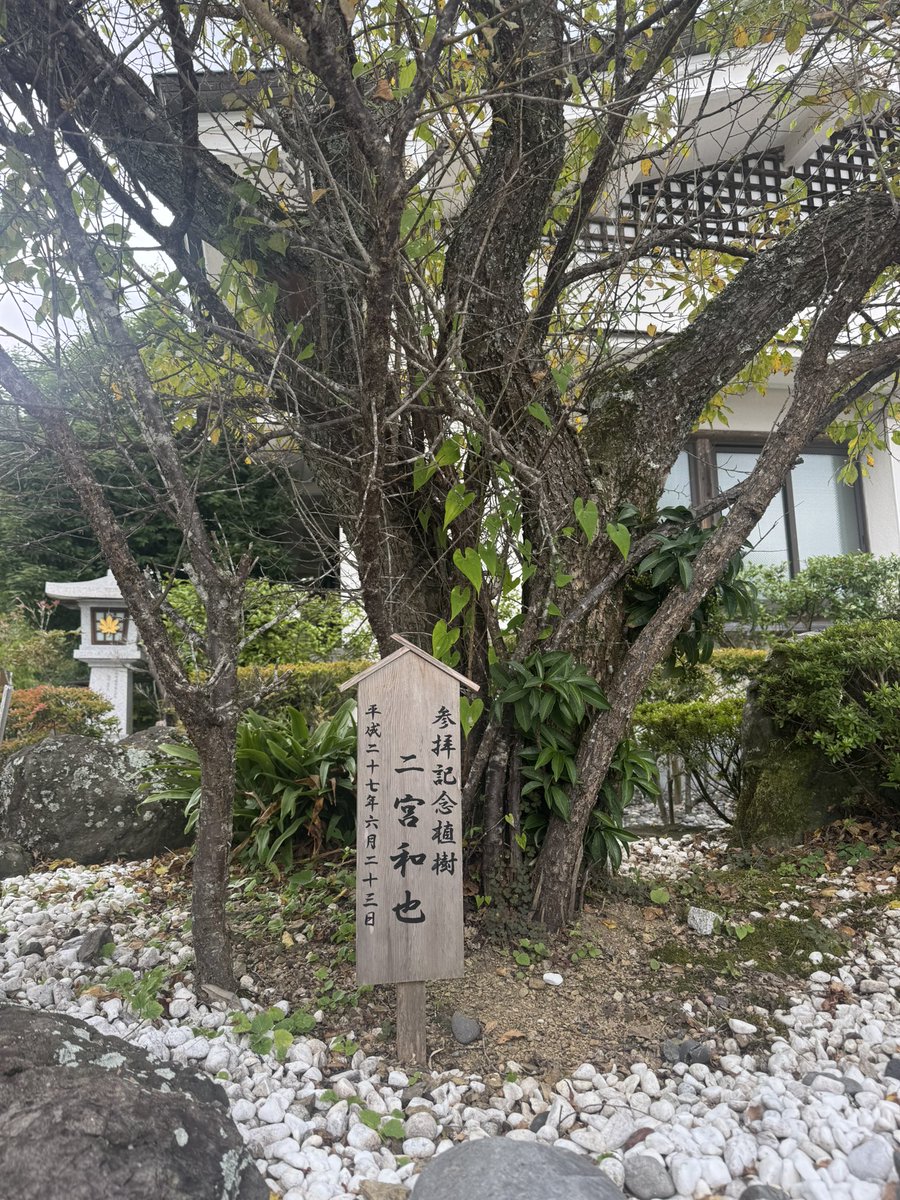 dzm95321's tweet image. 秋葉神社上社に参拝に行ってきた
ニノの参拝記念樹だいぶ大きくなっていた。
#秋葉神社本宮上社
#二宮和也