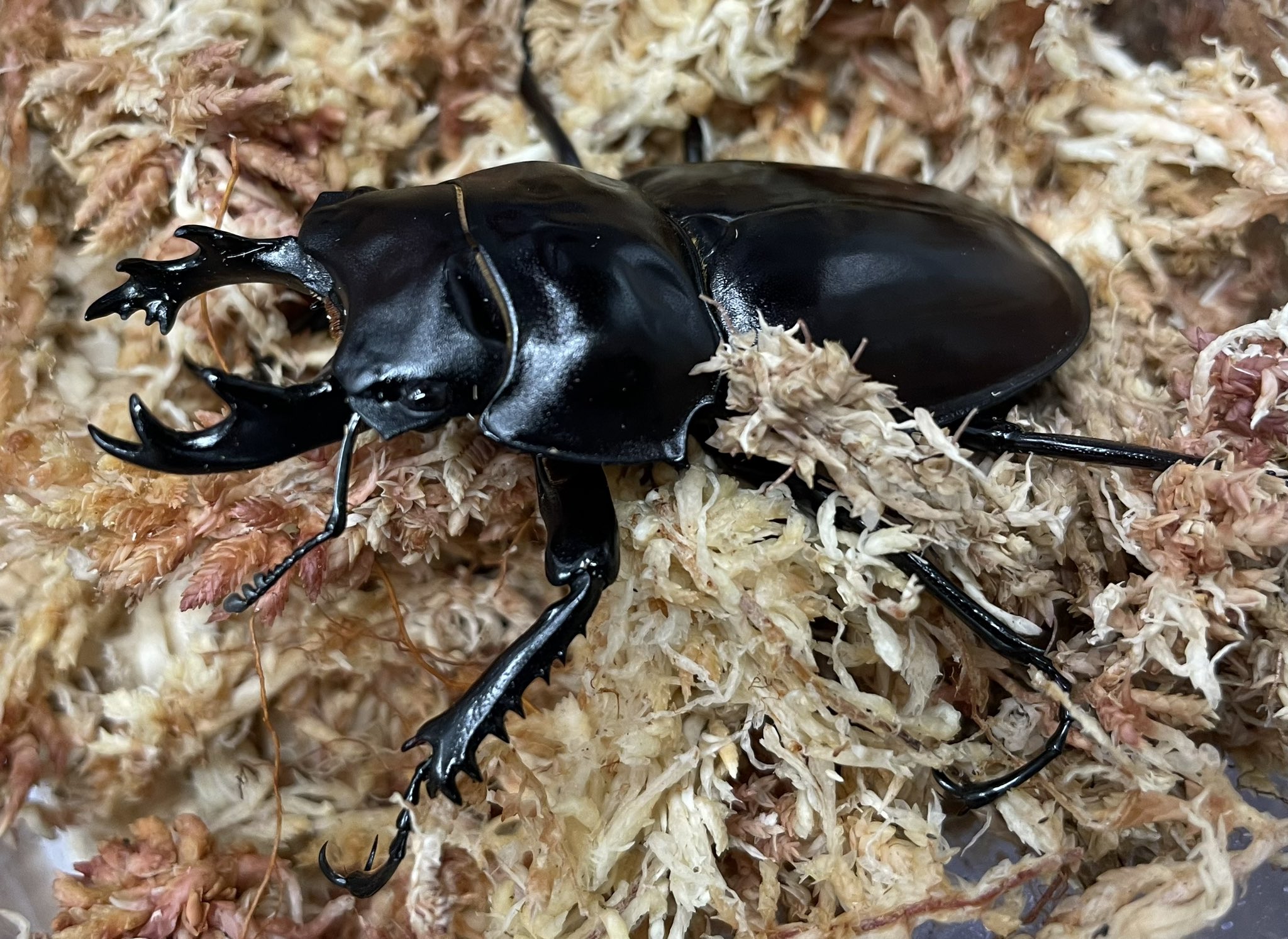 ドルクスグッズ』クワガタ・カブトムシ専門店 on X: 