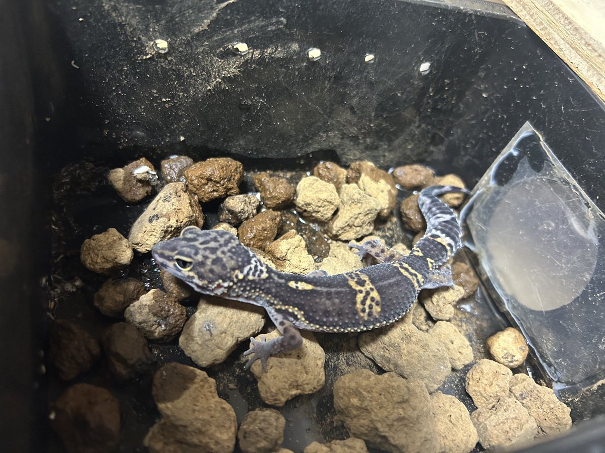 leopalabo's tweet image. 我が家のばんしぃ