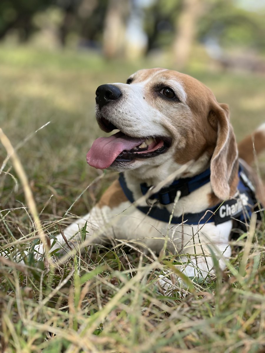 ヤンチャビーグル Beagle, Charlie & Momo (@revival_basser) / X