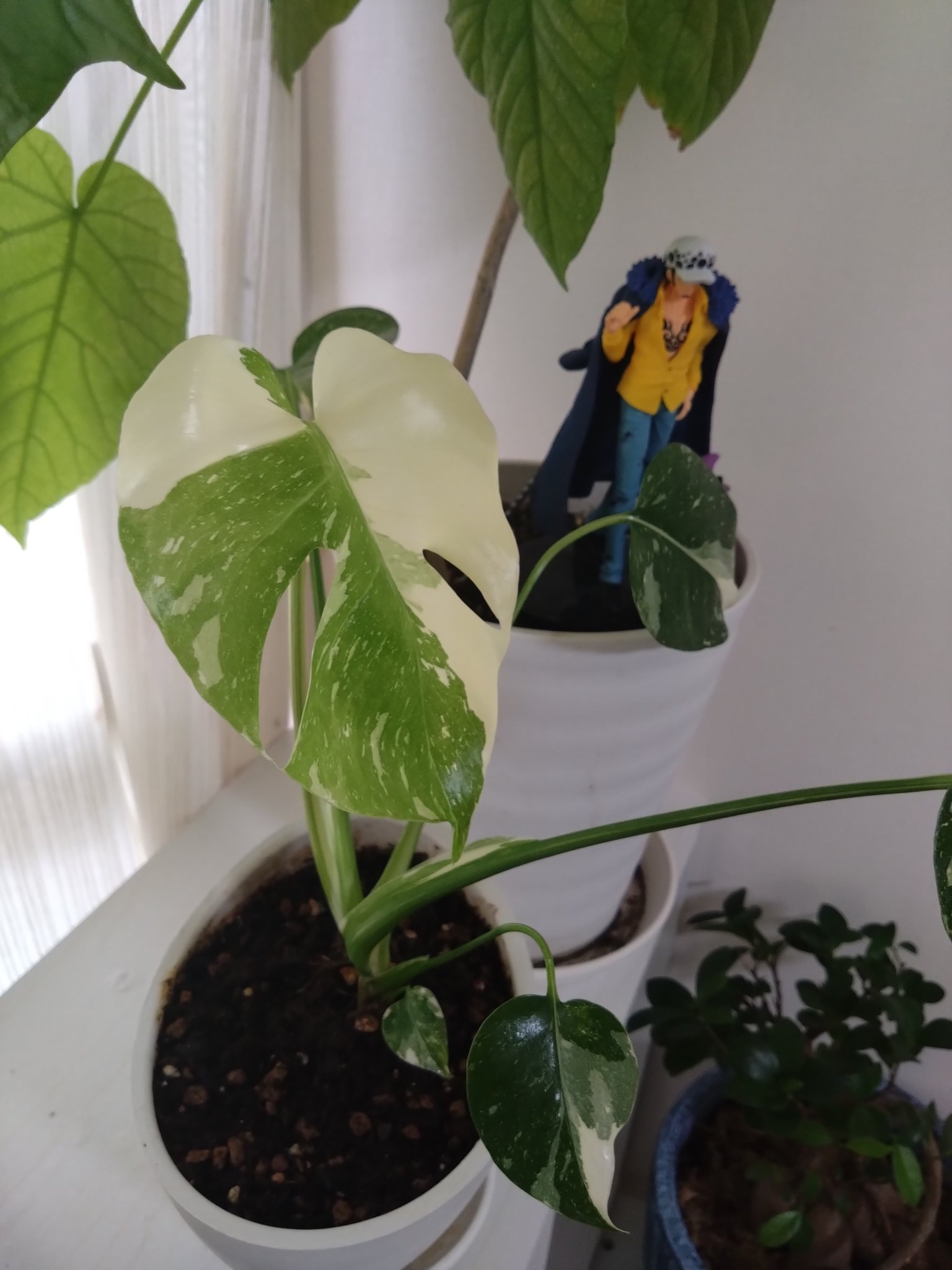 その他観葉植物 moomooo 全商品一覧/ 人気の観葉植物、お祝いギフト、移転祝い、開店祝い