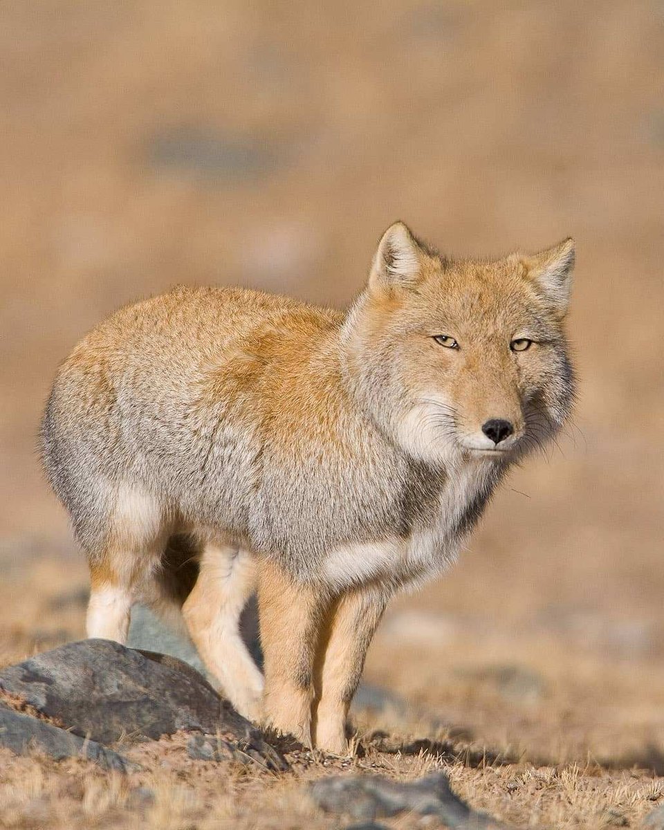 Tibetan Foxes look like someone tried to draw a normal fox &amp; couldn't get the face right