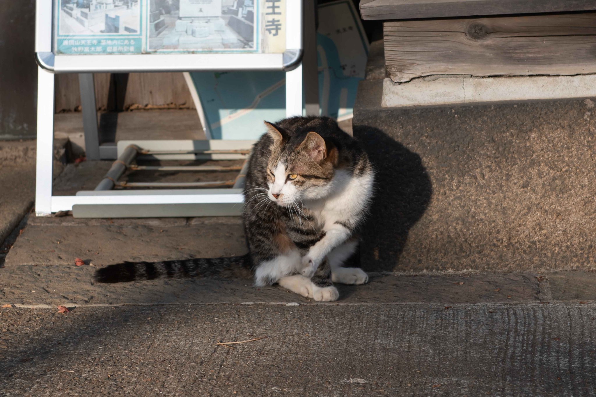 猫の画像 シャムミックス猫さん @tobineko_0 #猫 #cat #シャムミックス
