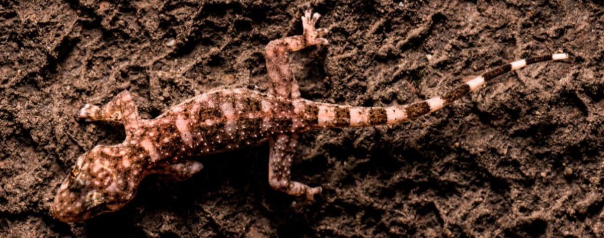 A newly-described species of gecko may have been saved from extinction by local fady – traditional taboos or cultural prohibitions – connected to the few places in which it lives. buff.ly/hHQV52u