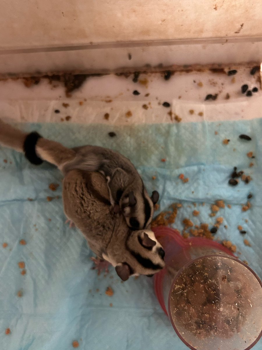 kudara_naine2's tweet photo. これは、私が保護する直前のモモンガです
飼い主がお世話をできなくなって、うんちやおしっこに塗れ、排泄物のにおいがとてもキツかったです
爪切りもされず、おやつも与えられず、ハンモックを覗くといつもジコジコ警戒
部屋んぽもさせてあげてない環境でした
ショッキングな画像です https://t.co/I8FprOH6cW