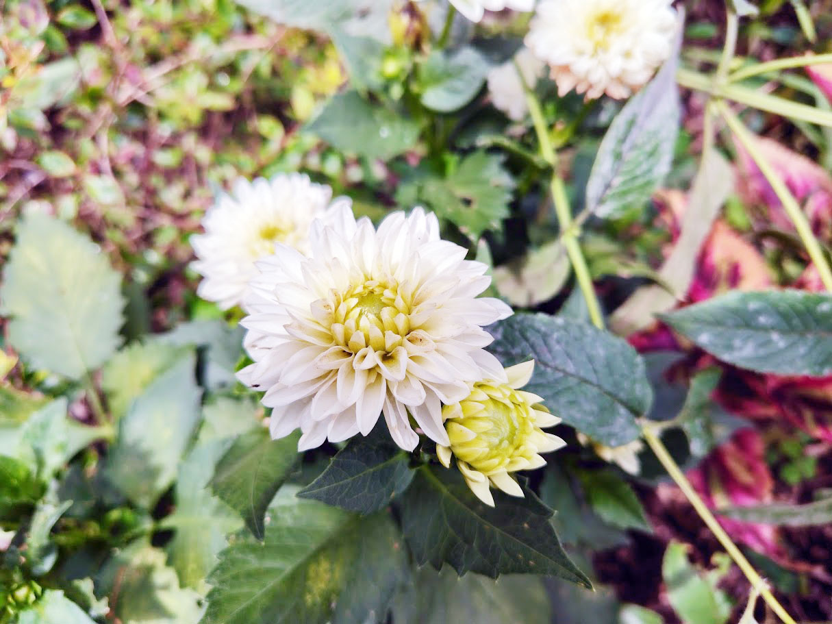 ダリア（感謝） ✞🌹Rose🌹✞～ on X: 