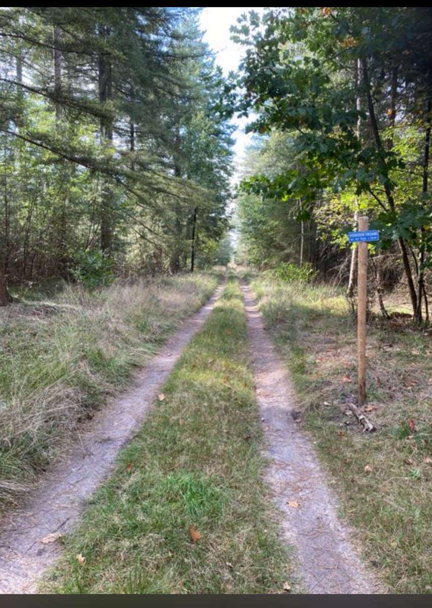 Steeds meer paden in het leefgebied van vaderwolf Bram afgezet. Het net van de mannen die hem willen doden sluit zich 🐺📯