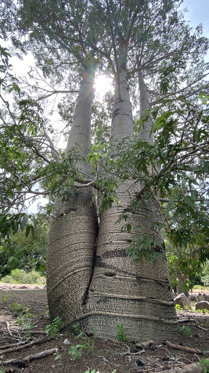 mitzyelliott's tweet image. #dailytree 
#Darwin #NorthernTerritory 🇦🇺