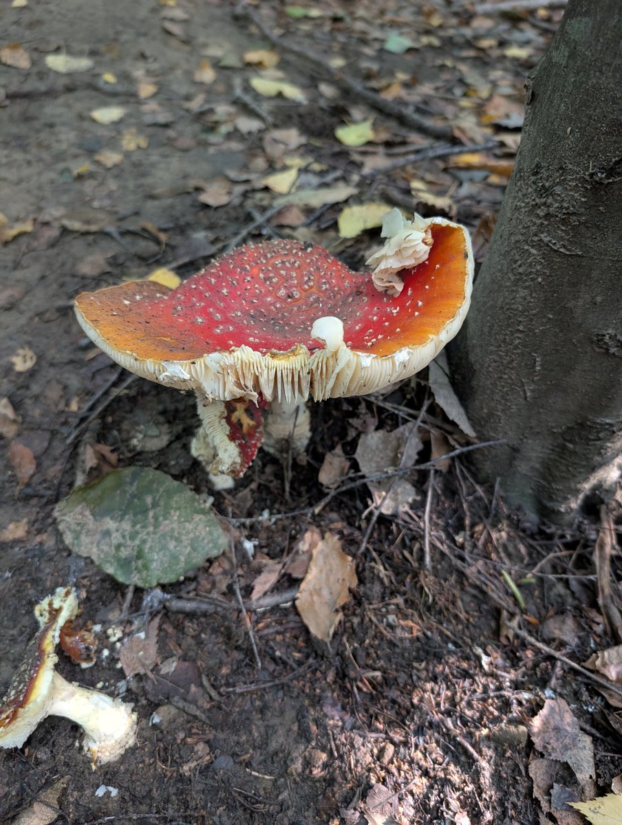 Soll ich weiter essen?🤔