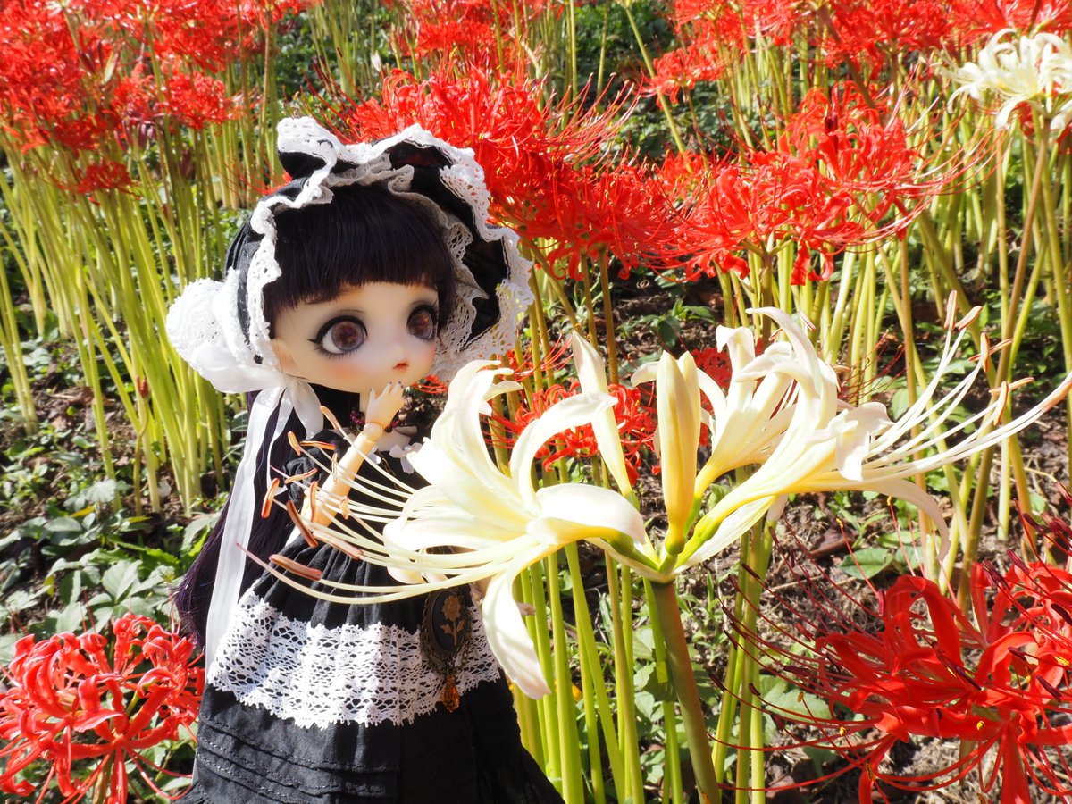 #harmoniabloom
#ハルモニアブルーム

チョーカー・カメオポシェット→コトラちゃん（<a href="/toruta1063/">コトラ@1063</a>)