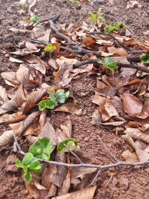 A forest floor covered with brown leaves and scattered twigs. Green young plants, identified as Kayın (European beech) seedlings, emerge from the soil. Tall trees, including Sakarya kayın, are visible in the background with clear blue sky.
