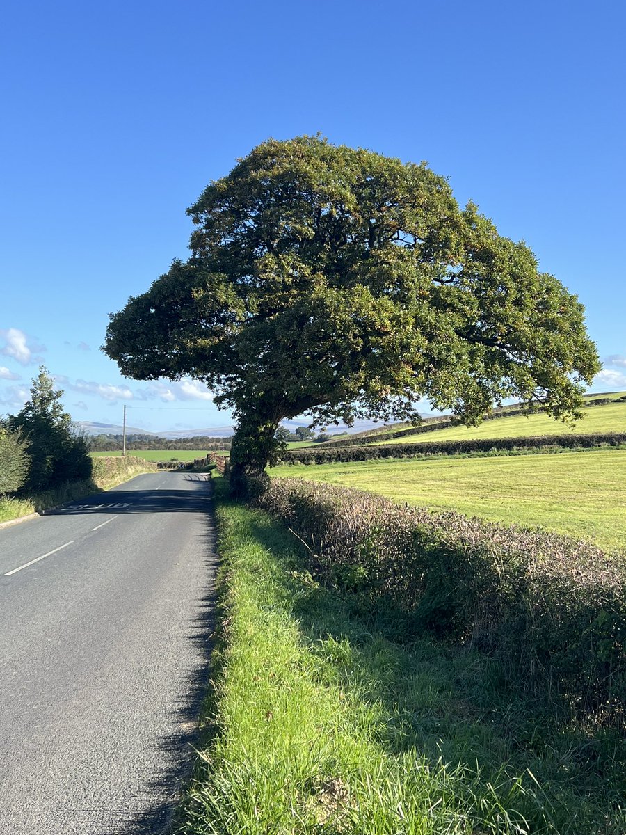 Manclee's tweet image. Love this beautiful oak #tree I #cycled passed on the way from Wray to Wennington, #Lancashire on Friday, so majestic.