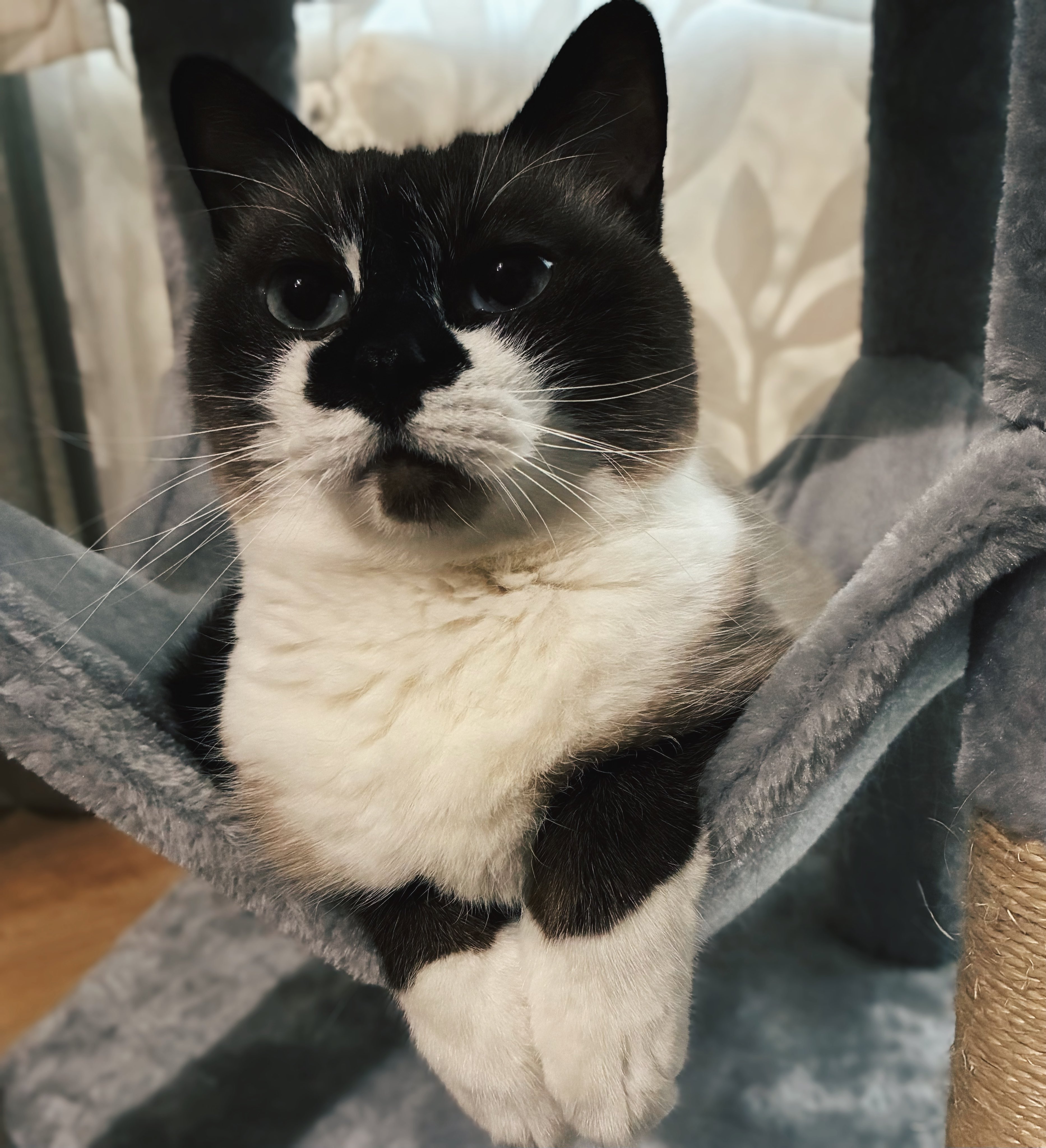 タモ猫 ST19TCA02B-1600-2.jpg?v=