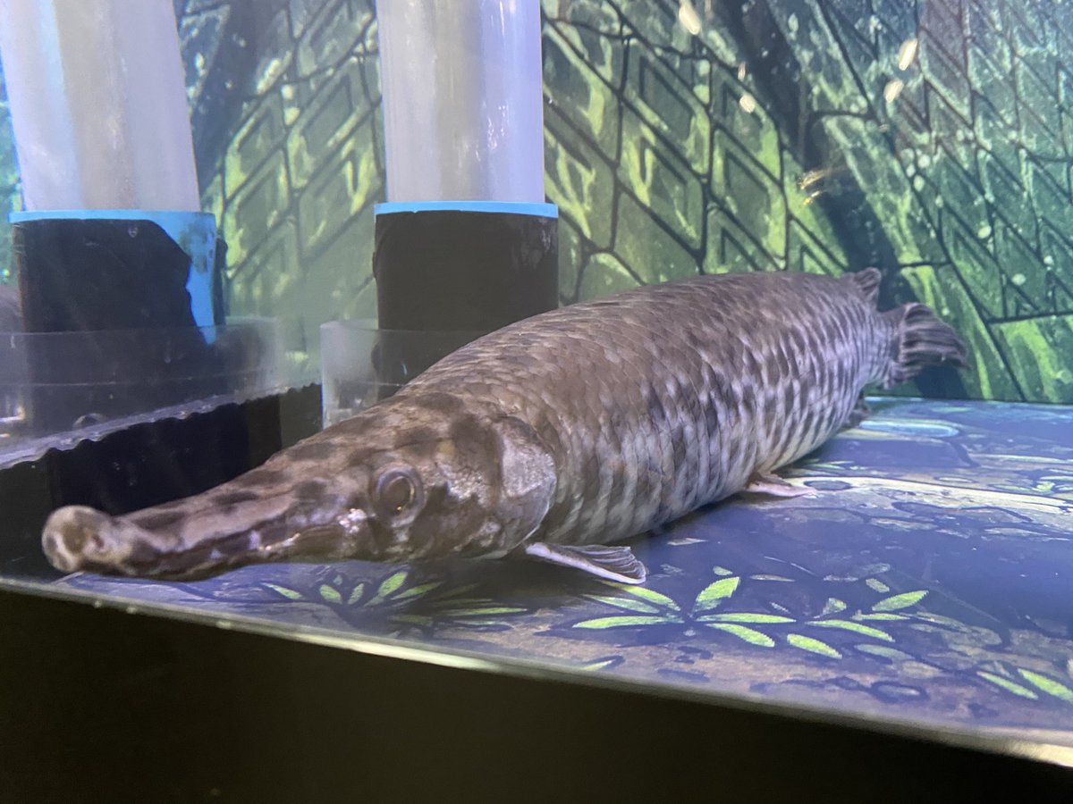 no_no_noka's tweet photo. @Sh_s_ss ガー（ガー目（ガーもく、学名：Lepisosteiformes）は、条鰭綱に所属する魚類の分類群の一つ。ガー科 （Lepisosteidae）1科のみで構成され、スポッテッドガー・アリゲーターガーなど2属7種が記載される。また、学名に従ってレピソステウス目、レピソステウス科と表記されることも多い。）（Wikipedia） https://t.co/ihsyfD0Yx3