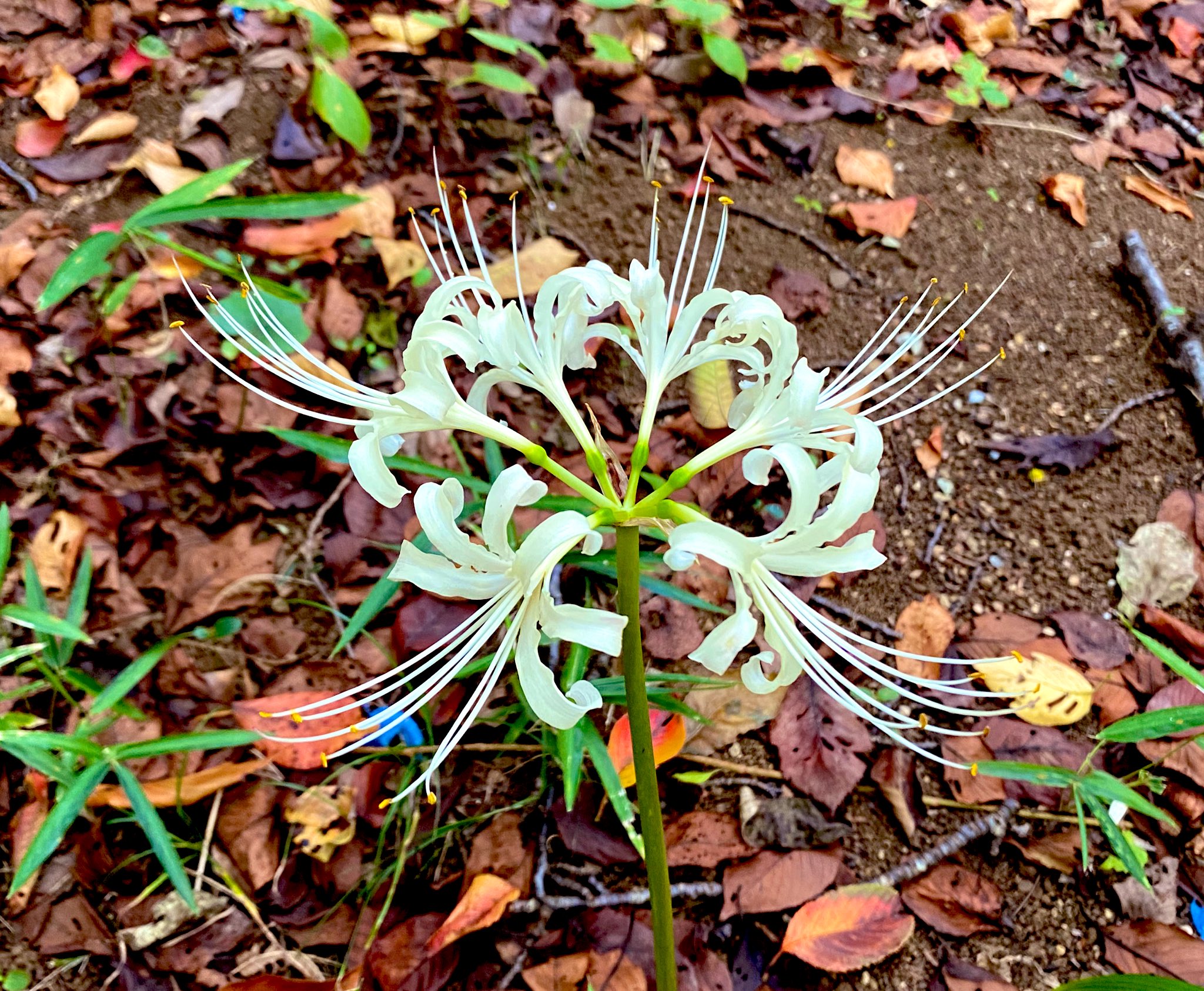 杉の花粉 ④ 甘味処楓店主🫘 on X: