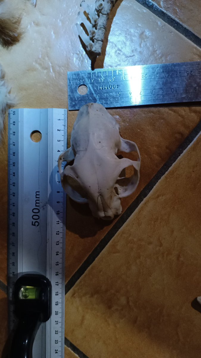 Le Mohican tweet media