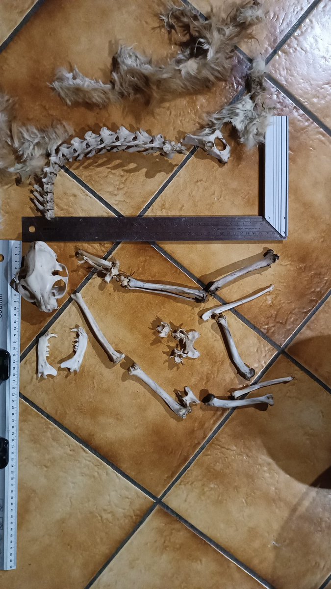 Le Mohican tweet media