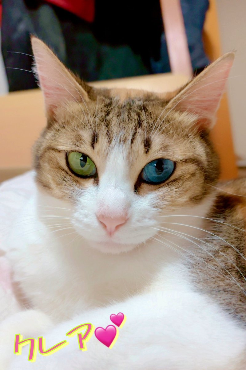 あんどわん tweet media