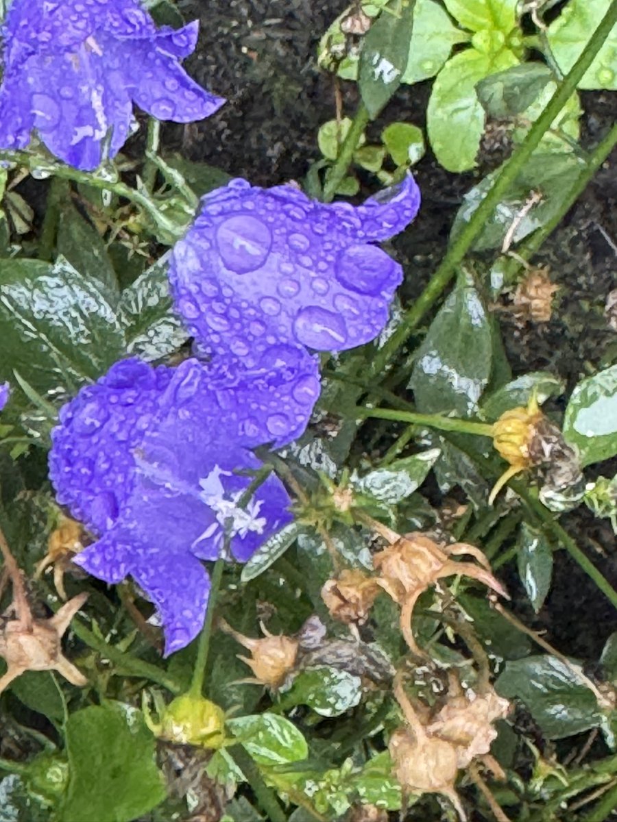 yasmine_oozeear's tweet image. Beautiful raindrops 💧from my garden this morning 🌺❤️

Rest and relax enjoy your Sunday ☕️

#SimpleThings 
#RainyDay
