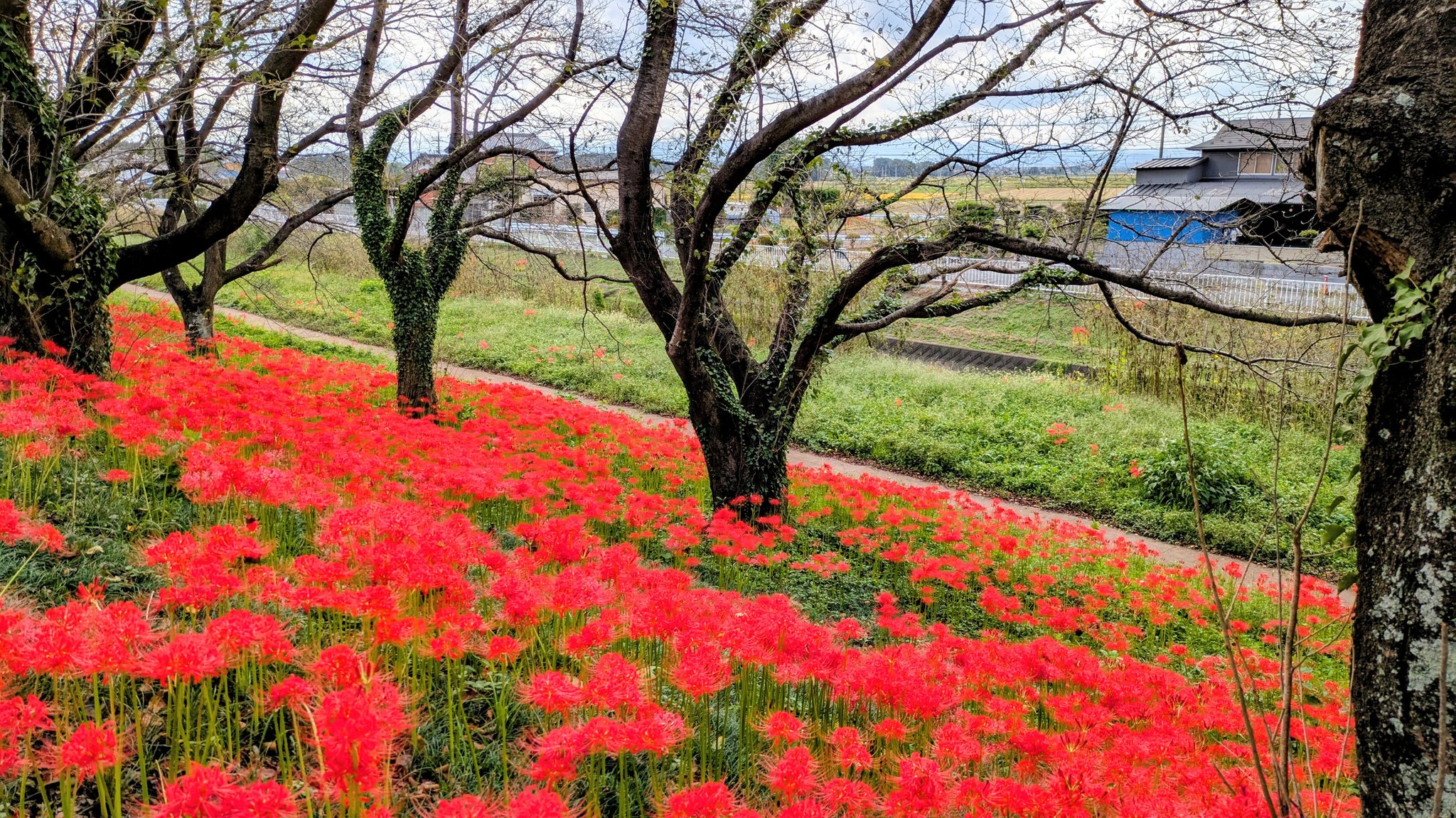 彼岸花 かずい on X: 