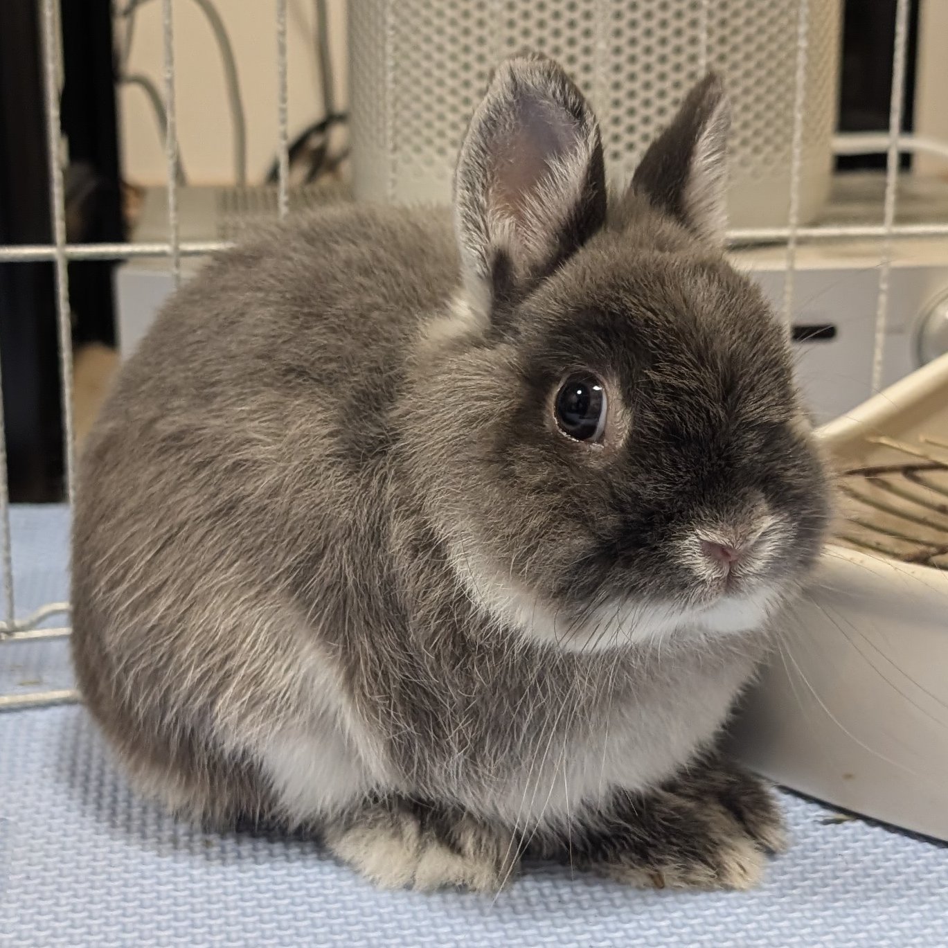 うさぎ様　オーダー かわいいウサギ on X: 