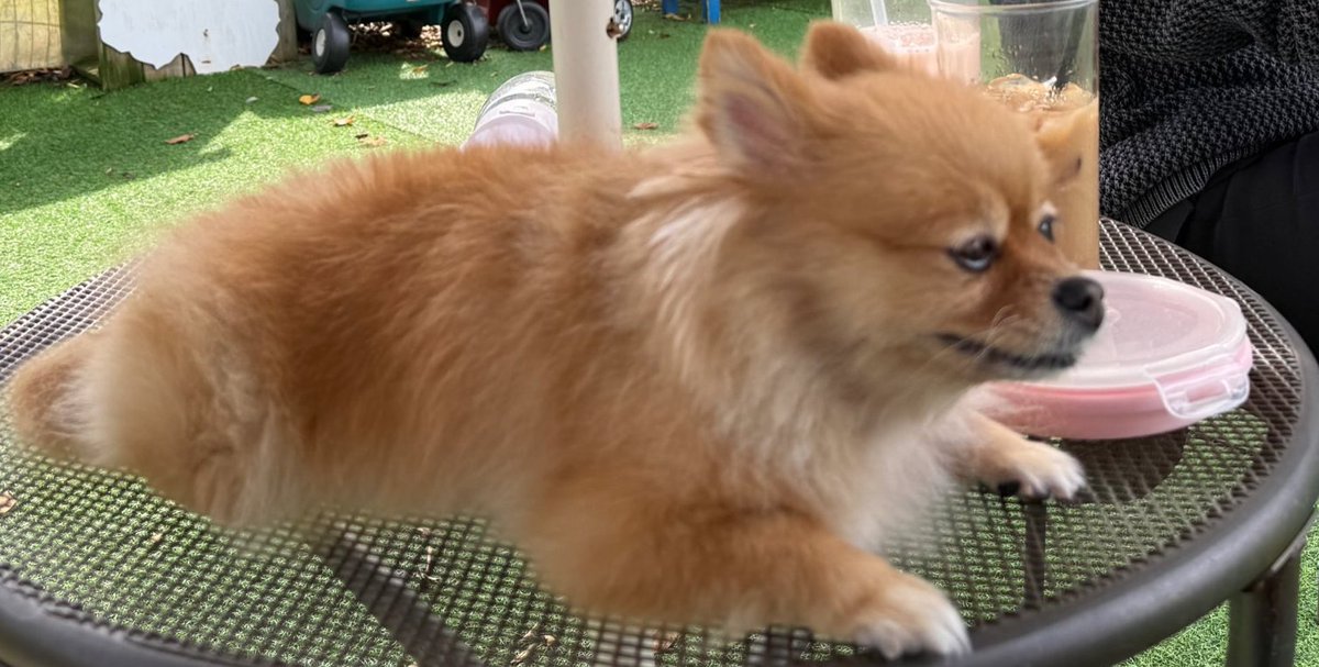 到底是拍攝者的關係還是金派真的很容易露出這種看透狗生的表情