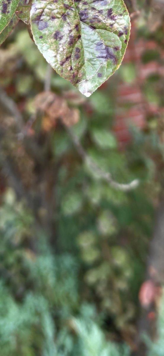 Ice Universe tweet media