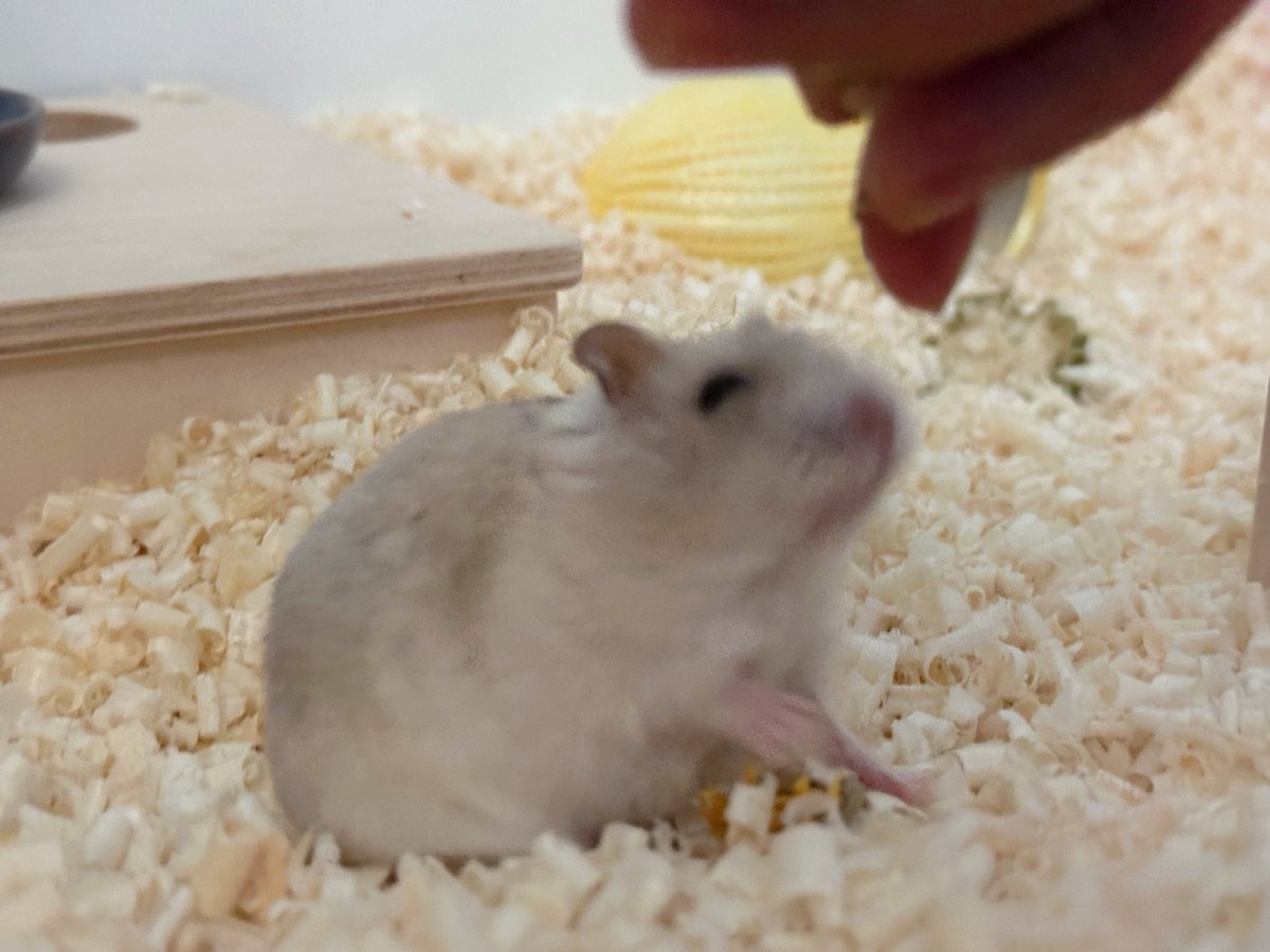 전투력 0
오로지 귀여움만으로 승부 본
집구석 쥐의 생애