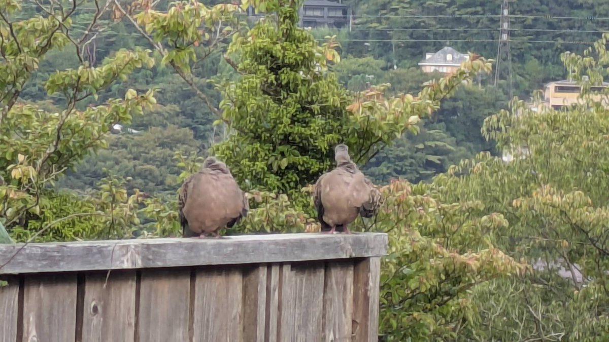 イナカドリとセッションする実績解除
ホーホーホッホーて言ったら向こうも鳴き返してきた！
動画撮ってなかったのが悔やまれる