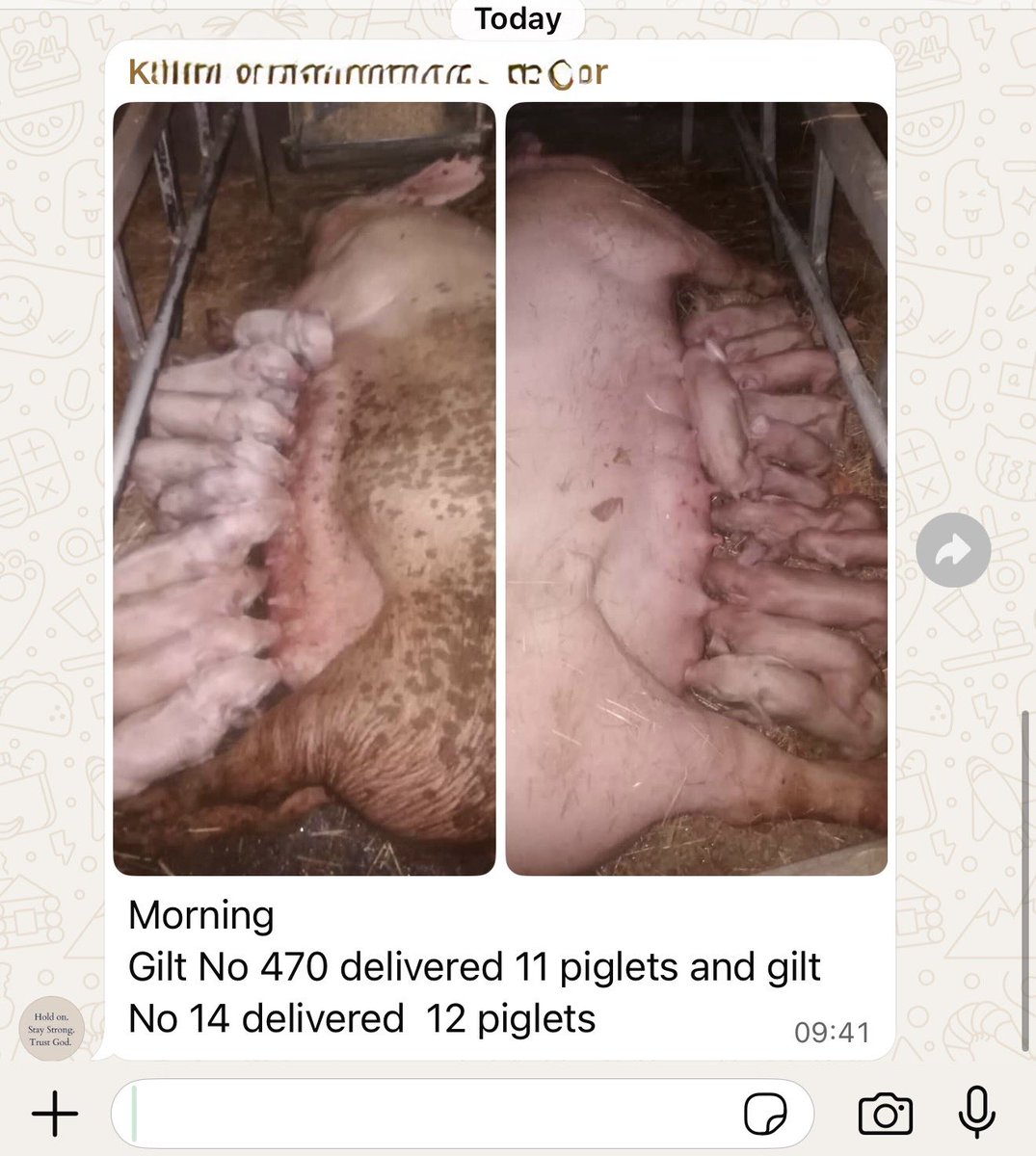 Another good morning from Mhondoro two first time mothers have just delivered.