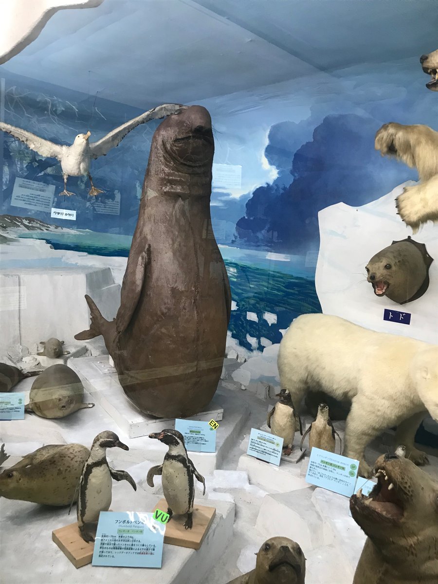 予定より早く、本日剥製の修復が完了しました。 村松様、クラファンに