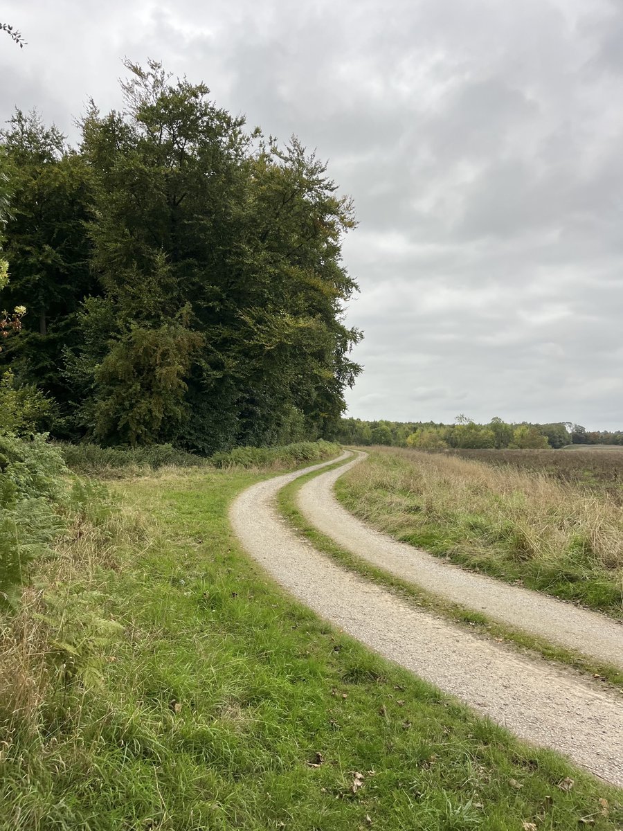 strawberry fields forever 🍓