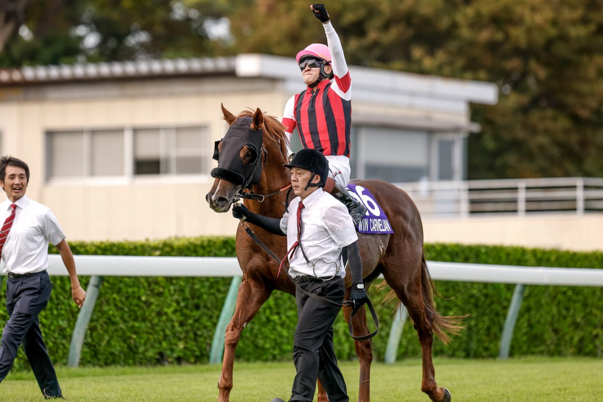 scc24 サイモンカーター カフリンクス ブラウン シャーガー/競走馬/競馬 scc24 サイモンカーター カフリンクス ブラウン シャーガー/競走