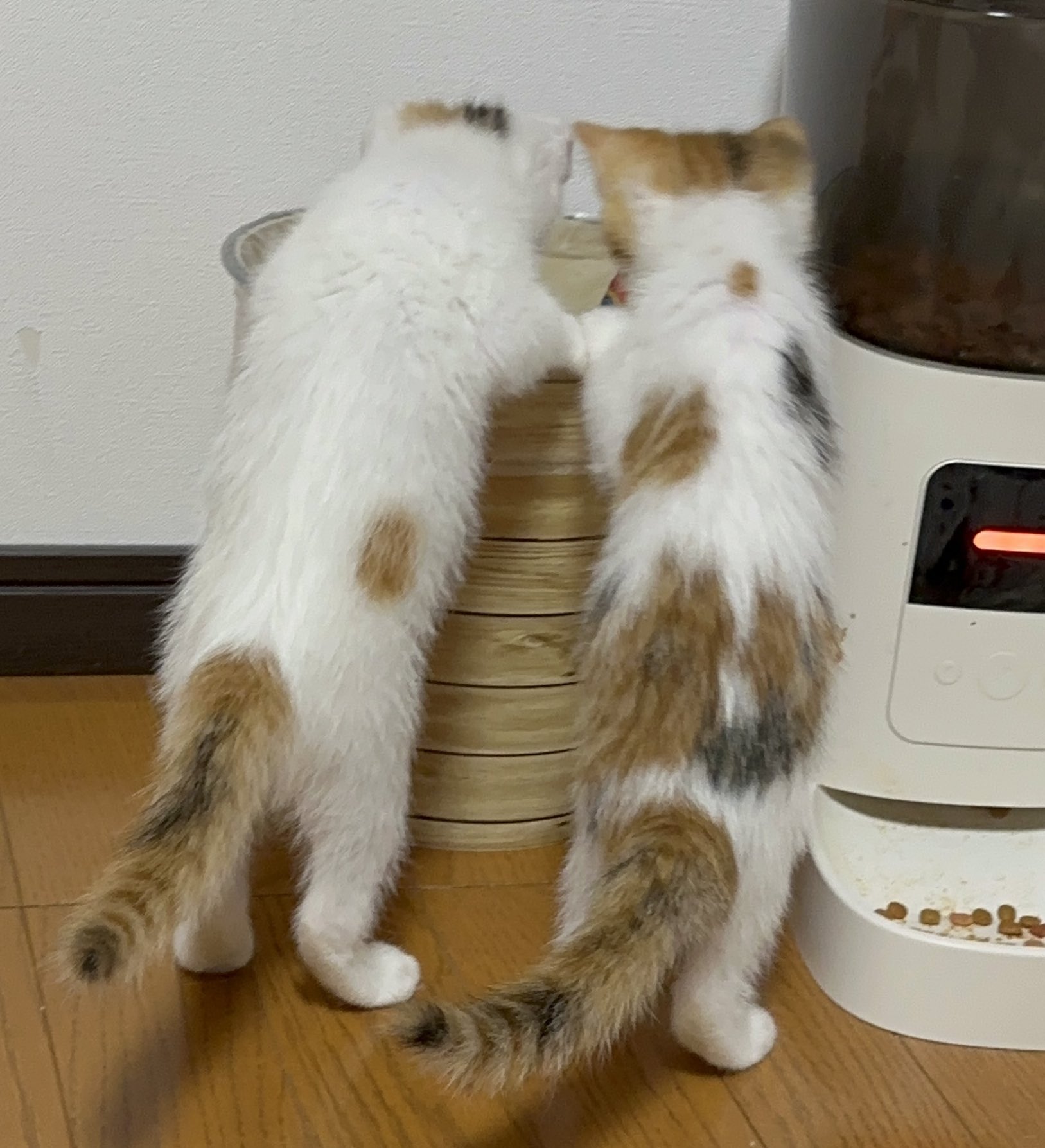 ︎ ︎︎︎︎︎ねこ好き S.F on X: 