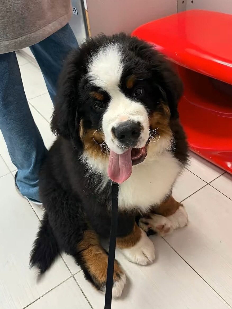 在我變成藍色前 tweet media