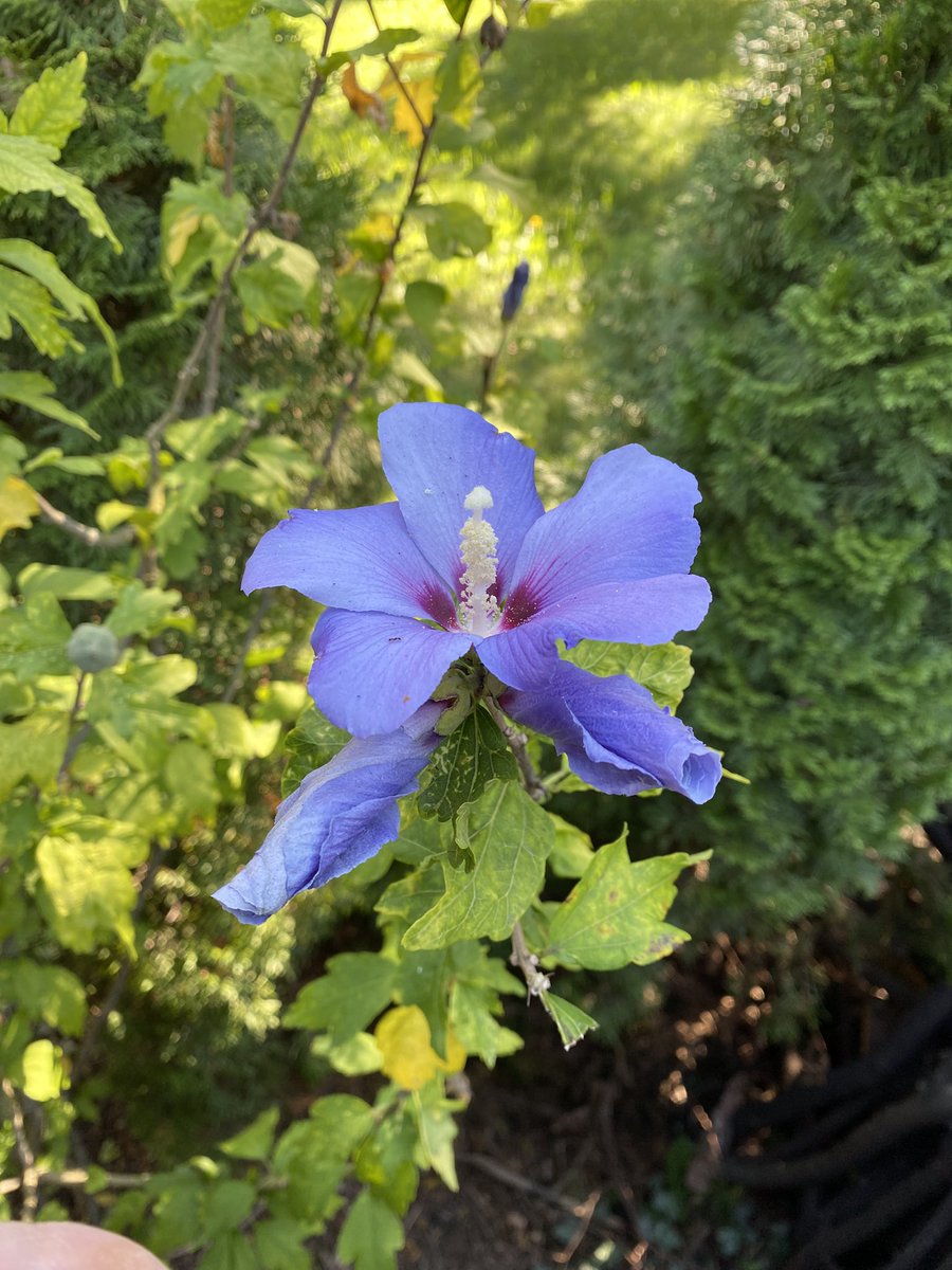 Sonia Zuccaro tweet media