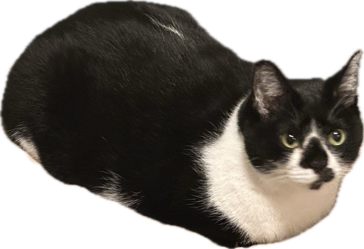 ねこ どっち on X: 