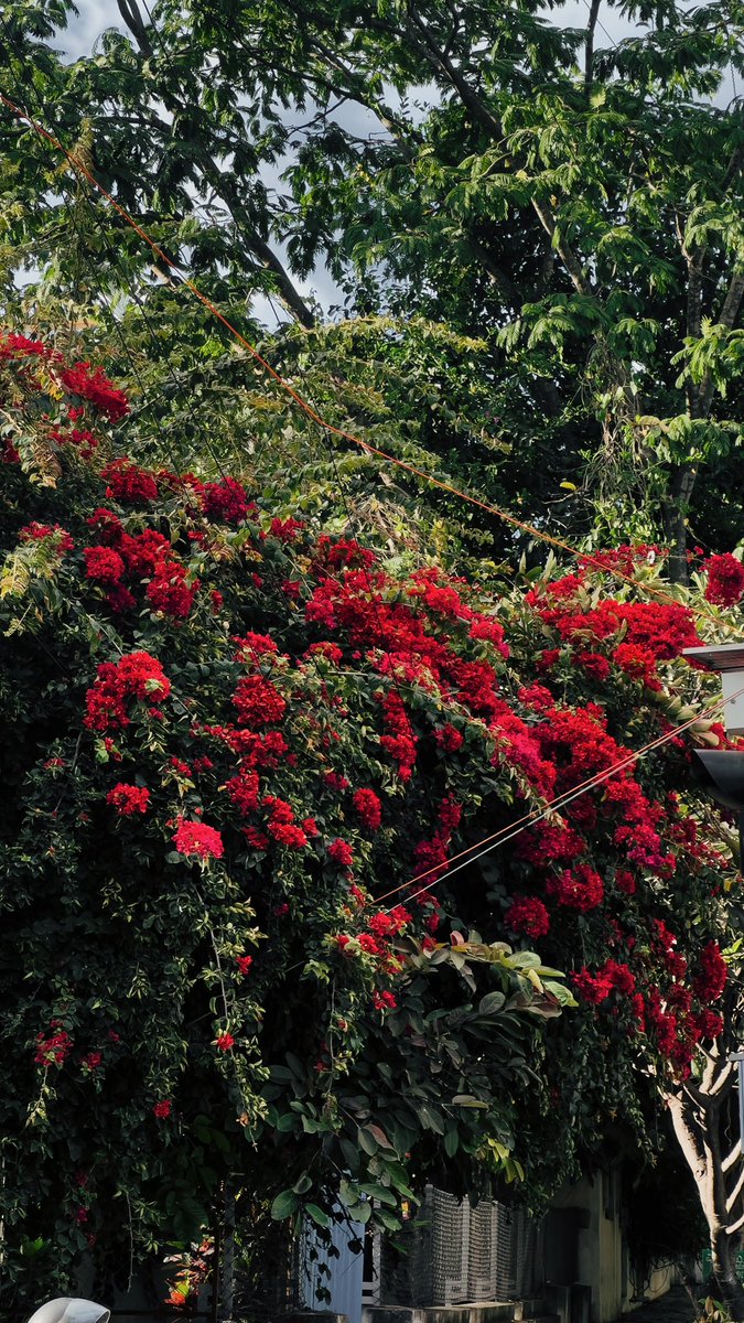 Glorious evening light. Indiranagar, you beauty. :’)