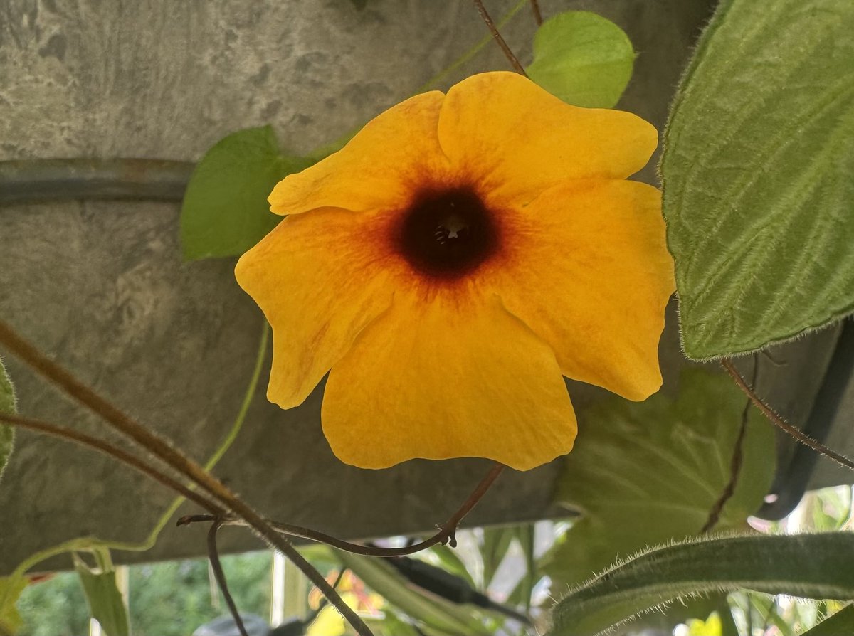 Verstopt onder de hangende Streptocarpus. Grappig, want de meeste Suzanne’s groeien naar de zon. #Suzanne #balkontweet 🧡