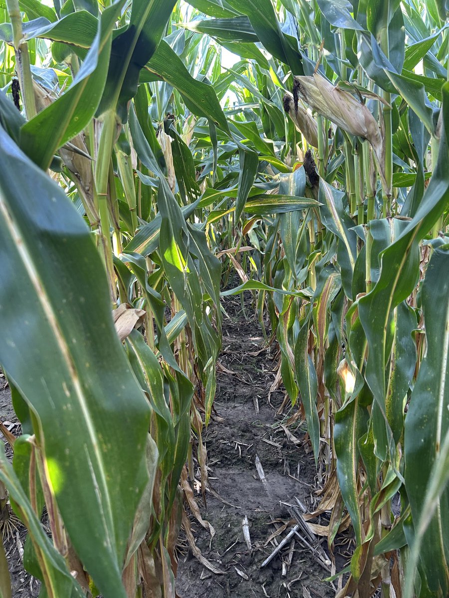 Chris Edgar tweet media