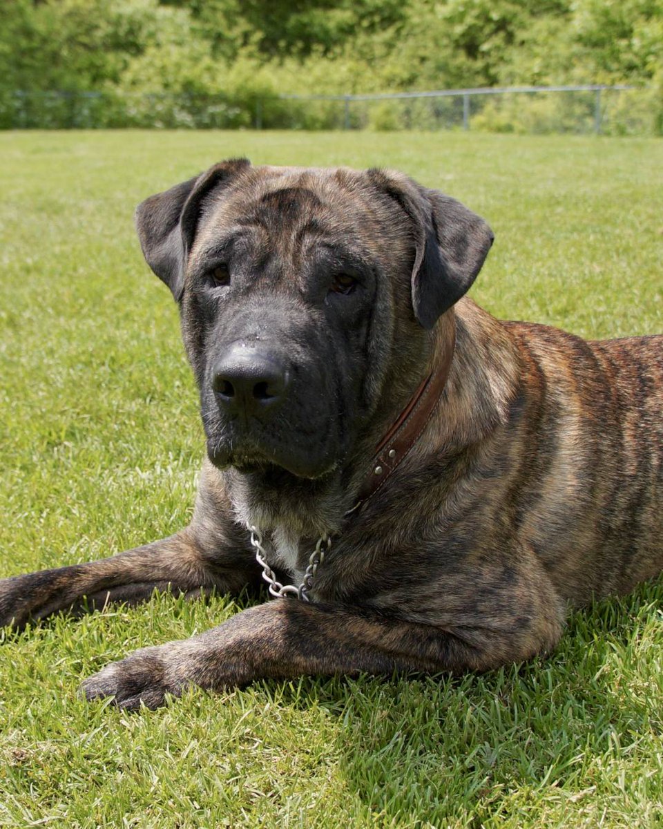 OntarioSPCA's tweet image. Today’s the last day! With support from @HomeEquityBank, adoption fees are reduced &amp;amp; waived for senior pets at all Ontario SPCA centres. Give an animal a second chance &amp;amp; find life-changing companionship. Visit bit.ly/falliadopt-25 to meet your match.