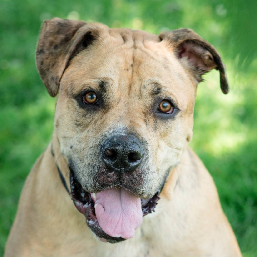 OntarioSPCA's tweet image. Today’s the last day! With support from @HomeEquityBank, adoption fees are reduced &amp;amp; waived for senior pets at all Ontario SPCA centres. Give an animal a second chance &amp;amp; find life-changing companionship. Visit bit.ly/falliadopt-25 to meet your match.