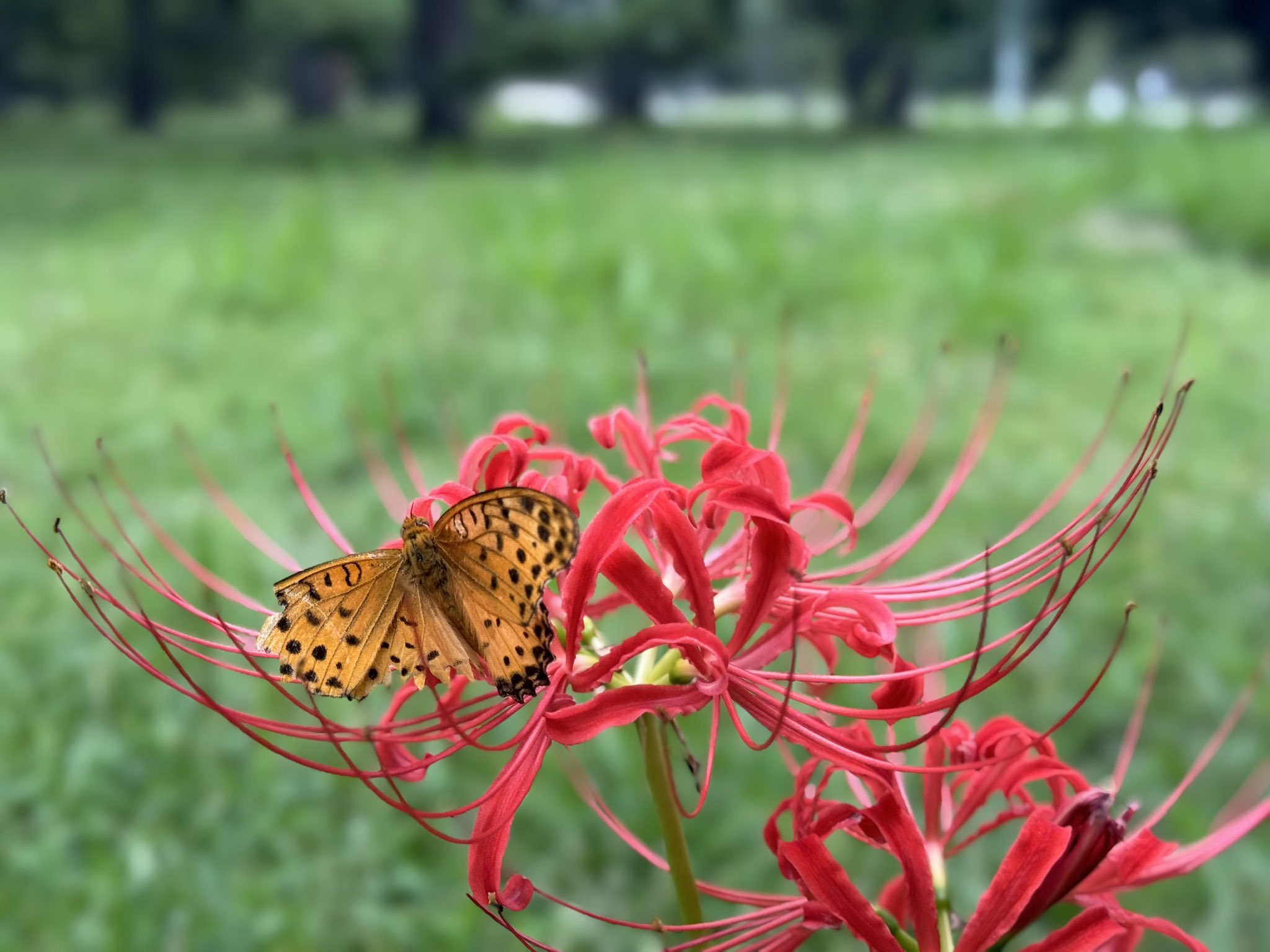 痛バッグ　ないこ　宵闇彼岸花 痛バッグ ないこ 宵闇彼岸花 - メルカリ