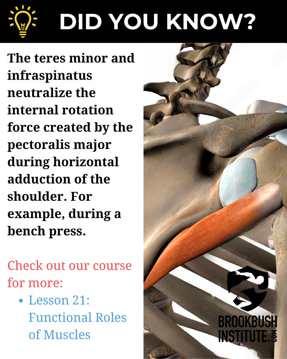 BrookbushInst's tweet image. 🔵Did you know? 
 
🔴Information from the online course "Lesson 21: Functional Roles of Muscles"  

Go to  👉 brookbushinstitute.com/courses/functi…  #registeredexerciseprofessionals #REPS #CIMSPA