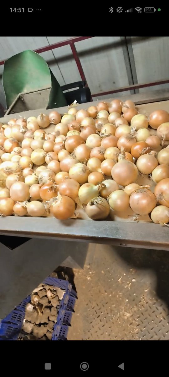 Soğan ayıklarken Kendimi soğanlara ırkçılık yapmış gibi hissediyorum. Onlarin kirmizi haric her rengini çöpe attim Geentik olarak doğduğu şekillerinden dolayı yargiladim Ve çirkin olanları çöpe attim Kırılmışlari çöpe attim. Soganlarin h*tleri oldum. Mukemmel sogan irki Tek