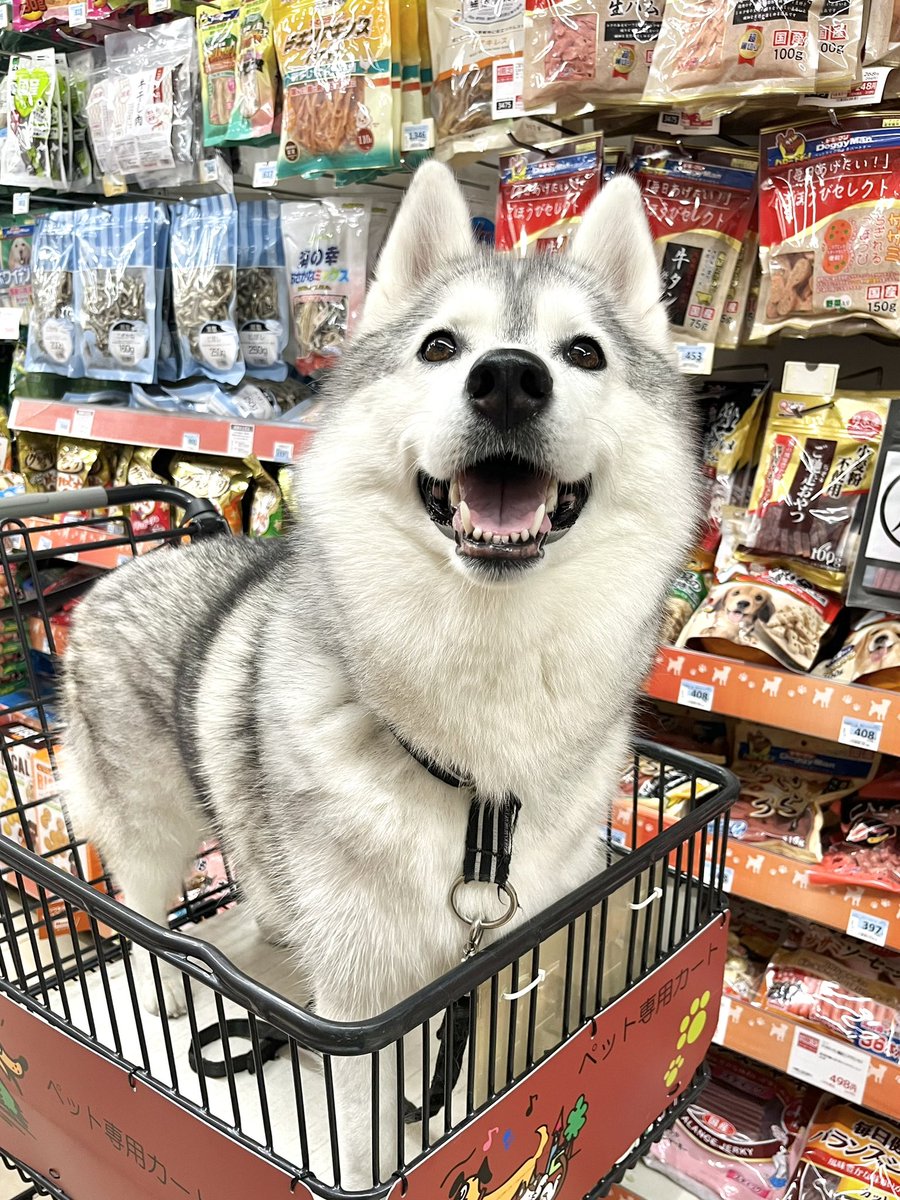 ciel_Husky's tweet photo. 名前：シエル
性別：女の子
年齢：5歳
趣味：お買い物、シャンプー
性格：ツンデレ(7:3)

かなりのもふもふです！
たくさんのなでなで待ってます🫶 https://t.co/04WgyUKDfH