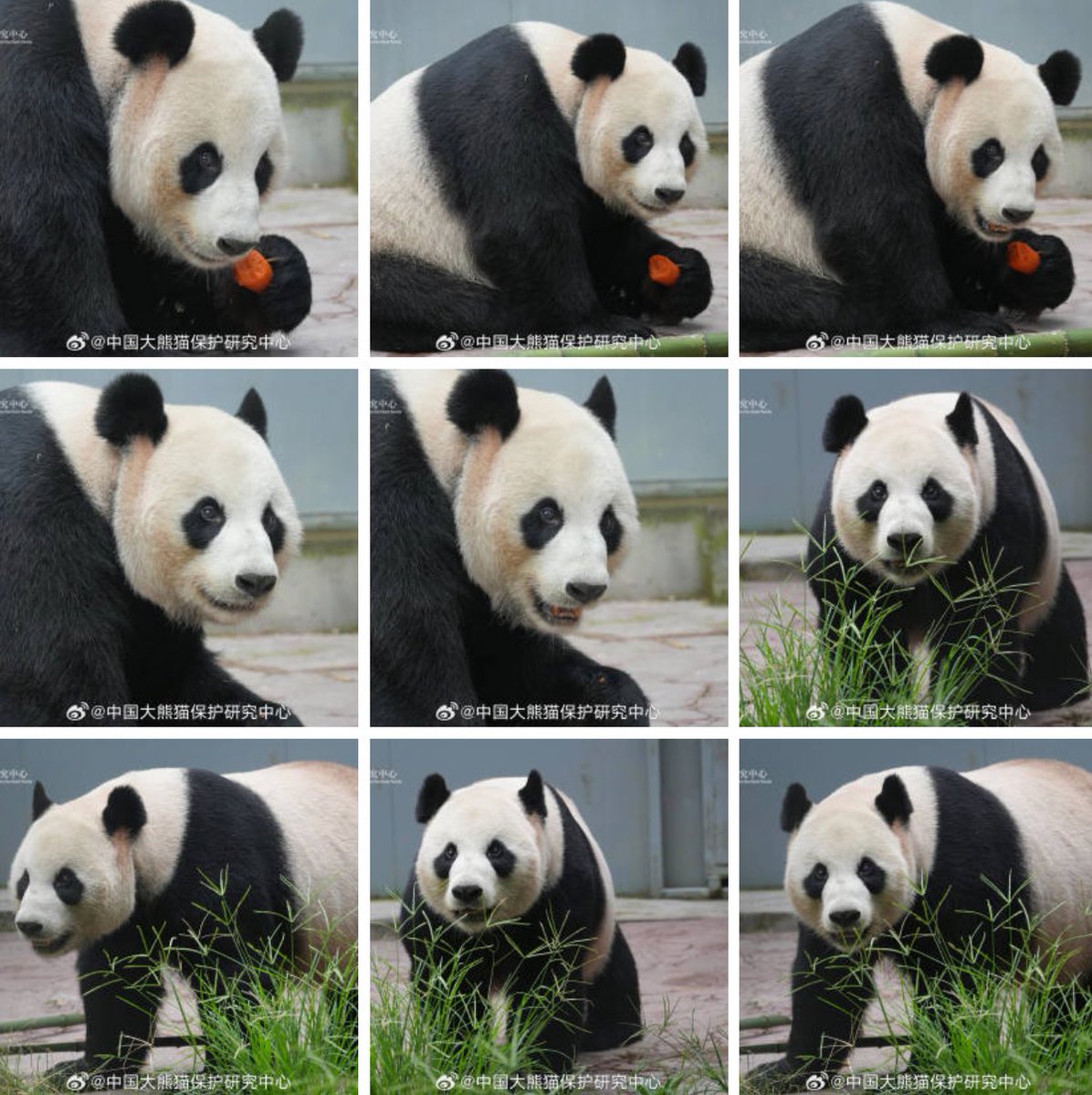 mickeyminnie611's tweet photo. #美灵
#MeiLing
(ママ华美HuaMei San Diego Zoo🇺🇸生まれ)
吃完胡萝卜的“美灵”,
迈着轻快的步子开始巡场啦!🥕😋
cr. 中国大熊猫保护研究中心weibo Sep.19 https://t.co/QVUAiR9V0y